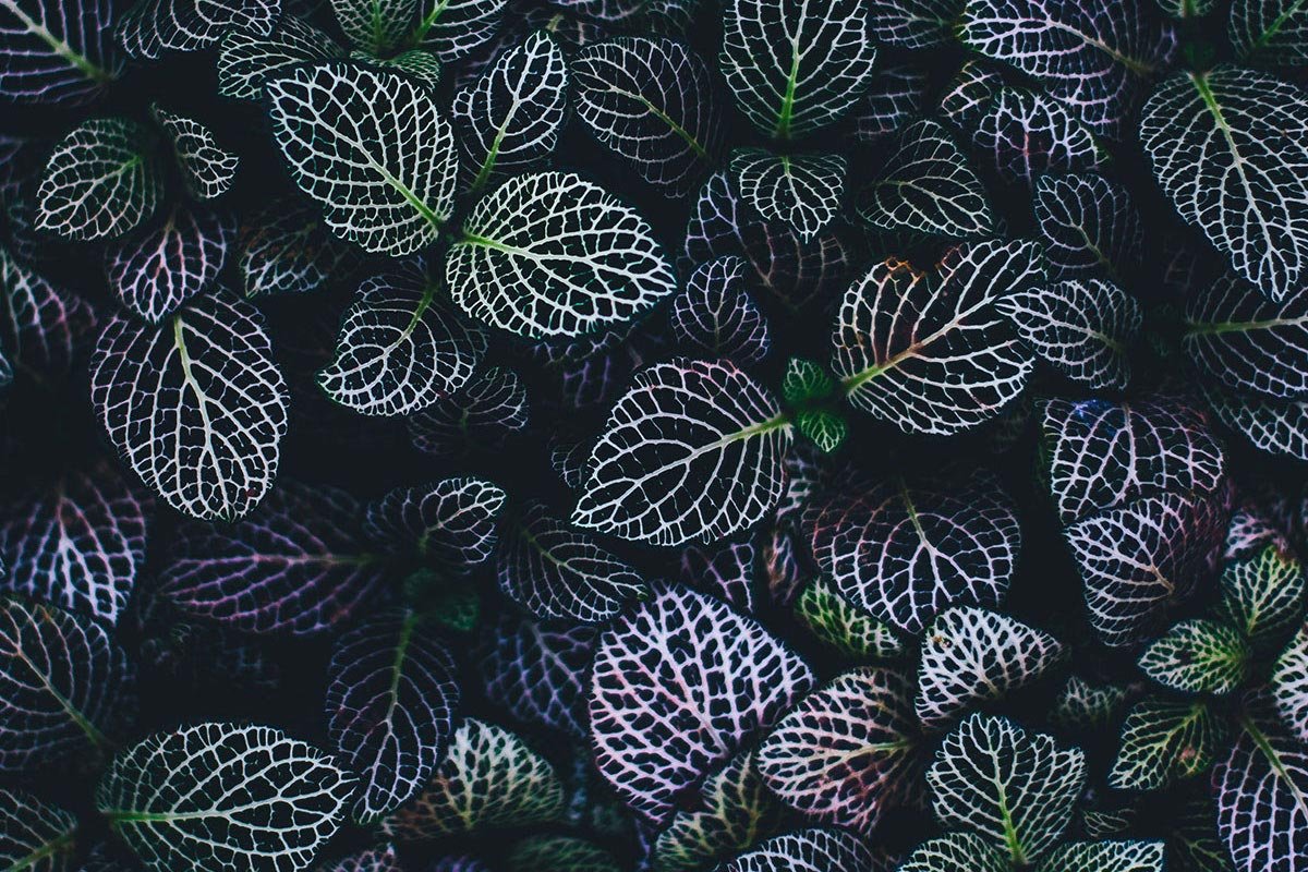 Notes to the Beloved